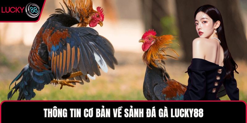 Thông tin cơ bản về sảnh đá gà LUCKY88
